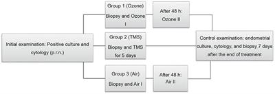 Comparison of systemic trimethoprim-sulfadimethoxine treatment and intrauterine ozone application as possible therapies for bacterial endometritis in equine practice